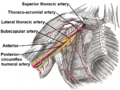 Branches of the axillary artery