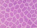 Histology of ileum villi