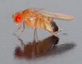 Drosophila melanogaster