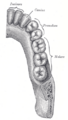 Premolar