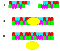 Diagram of Ligase