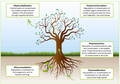 Mechanisms involved in phytoremediation