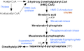 Mevalonate pathway