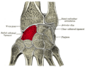 Ospoignet - Scaphoid bone