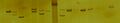 PAGE AgStain Microsat