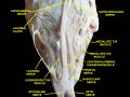Ophthalmic nerve