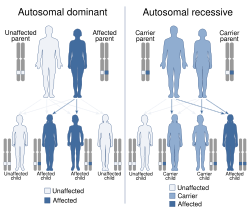Autosomal dominant and recessive