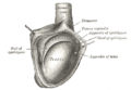 Epididymis