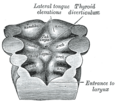 Thyroid