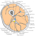 Gray's Anatomy illustration of the semitendinosus muscle