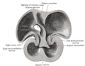 Heart anatomy