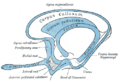 Olfactory tract