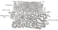 Olfactory epithelium