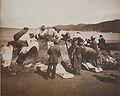 Indian whalers stripping their prey at Neah Bay, 1910