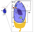Signal Transaction of Taste; Bitter