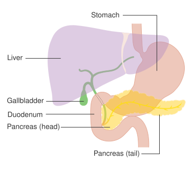 Diagram showing the position of the pancreas