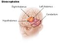 Illustration of the diencephalon