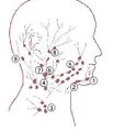 Illustration of head and neck quiz