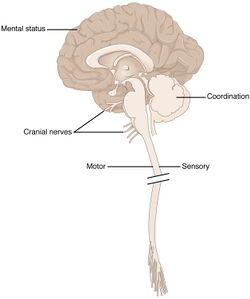 Anatomical Underpinnings of the Neurological Exam