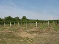 Viticulture