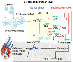 Blood coagulation pathway