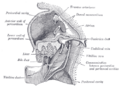 Gray's Anatomy Plate 1088