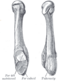 FIG. 288– The fifth metatarsal.