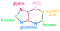 Nucleotide synthesis pathway