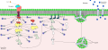 Signal transduction diagram: Insulin