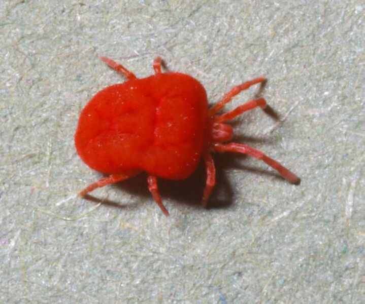 File:Trombicula-mite-adult.JPG