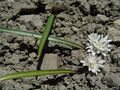 Allium tribracteatum