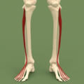 Extensor digitorum longus