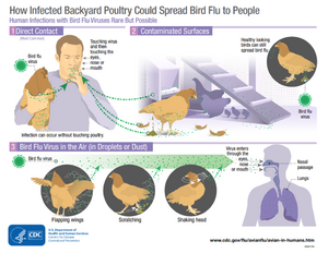 Avian influenza infographic