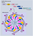 Pyroptosis
