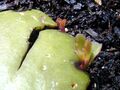 Kalanchoe vegetative reproduction