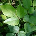 Poison ivy in May beside Appalachian Trail in Rockfish Gap VA area