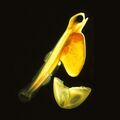 Salmon larva