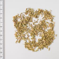 Fennel seeds