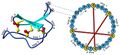 Cyclotide structure