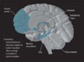 Dopamine pathways in the brain