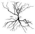 Hippocampal pyramidal cell