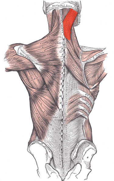 File:Splenius.png
