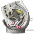 Culdocentesis