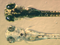Amelanistic Zebrafish Embryos