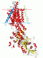 Translocase