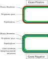 Comparison of Gram-positive and Gram-negative cell walls