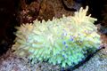 Heteractis malu