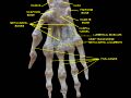 Carpal_tunnel