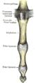 Anatomical illustration from Gray's Anatomy