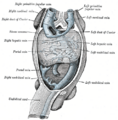 Anatomy of the posterior cardinal vein